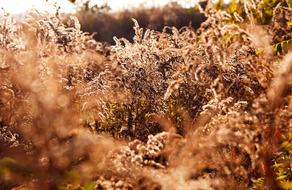 Canne secche — Foto Stock