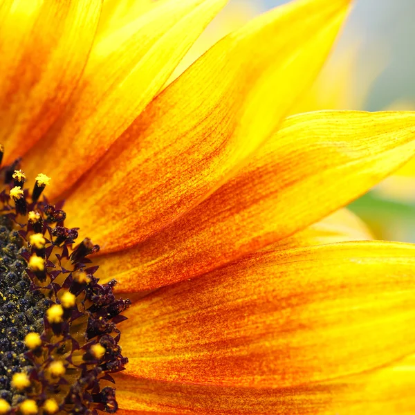 Sunflower close up — Stock Photo, Image