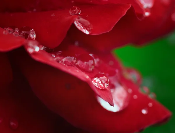 Rosa vermelha com gotas — Fotografia de Stock