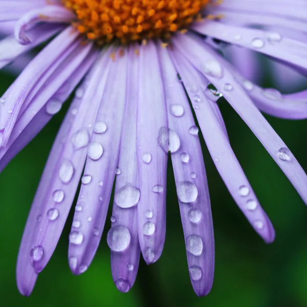 紫色菊花花 — 图库照片