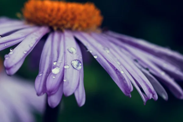 Kronbladen lila blomma — Stockfoto