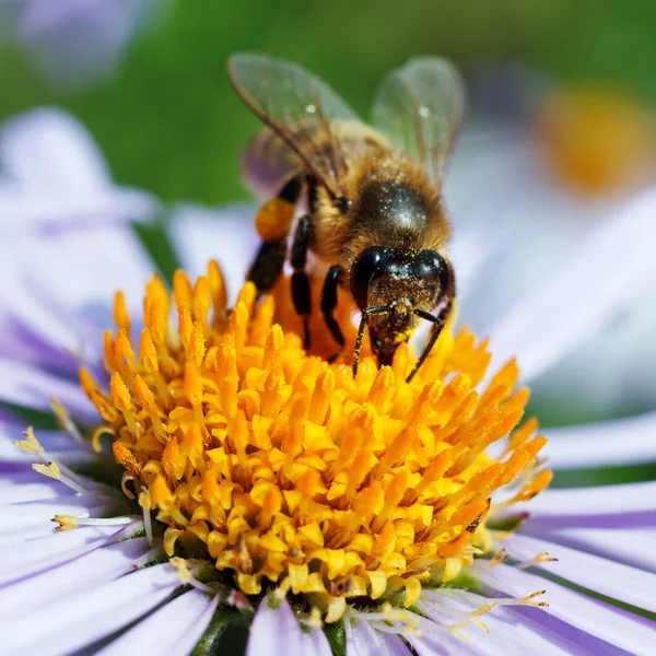 Bee och en tusensköna — Stockfoto
