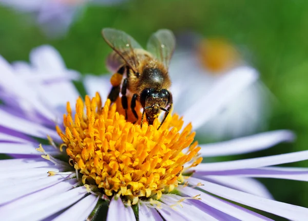 Bee och en tusensköna — Stockfoto