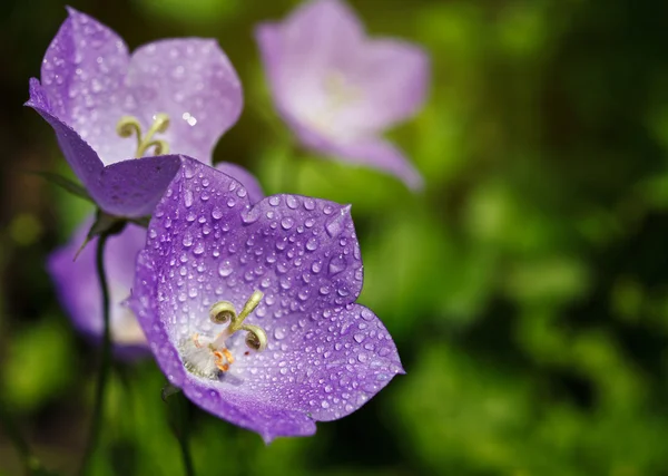 Bluebells with drops of dew — Stock Photo, Image