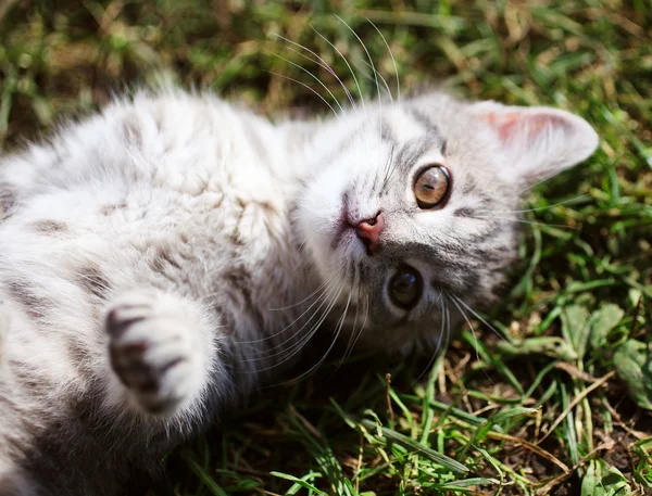Funny kitten — Stock Photo, Image
