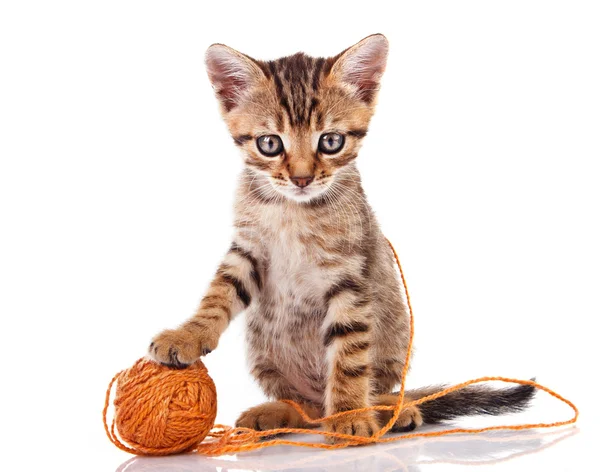 Tabby Kätzchen mit braunem Ball — Stockfoto