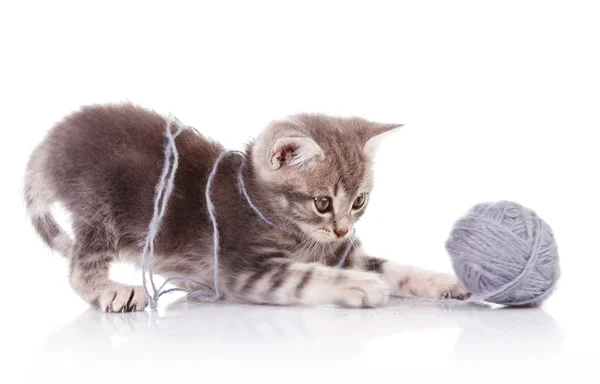 Gattino giocherellone — Foto Stock