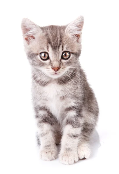Mooie grijze kitten — Stockfoto
