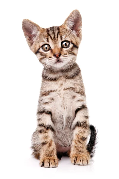 Funny kitten — Stock fotografie