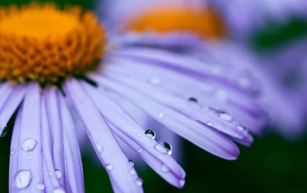 紫雏菊花与雨滴 — 图库照片