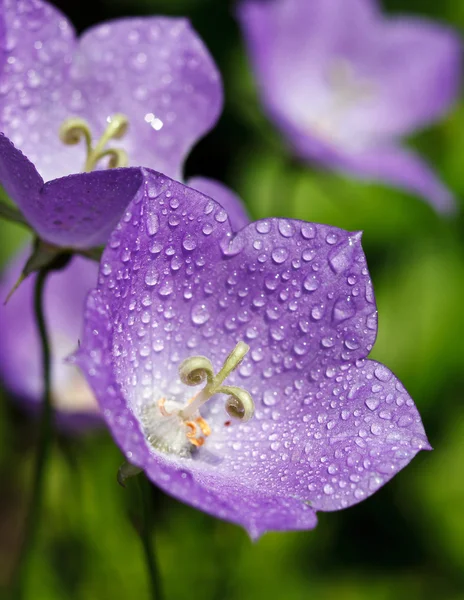 Bluebells with drops of dew — Stock Photo, Image