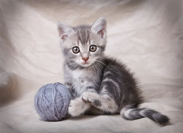 Grå kattunge med boll — Stockfoto