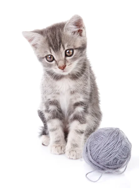 Piękny kociak z szara kulka — Zdjęcie stockowe