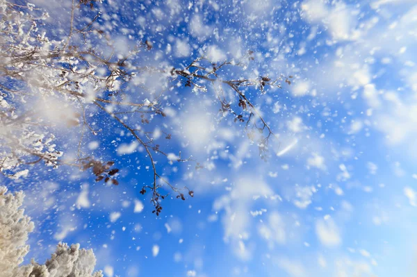 Snowfall — Stock Photo, Image