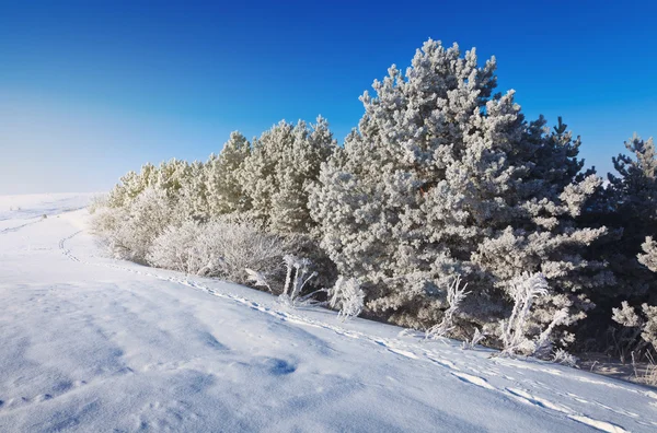 Bosque de invierno — Foto de Stock