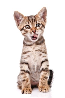 Komik Tabby yavru kedi