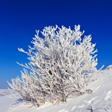 güneşli bir karlı ağaç