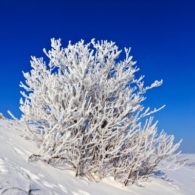 güneşli bir karlı ağaç