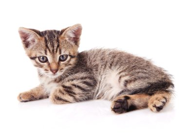 oturan tabby yavru kedi