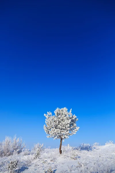 Снежное дерево в солнечный день — стоковое фото