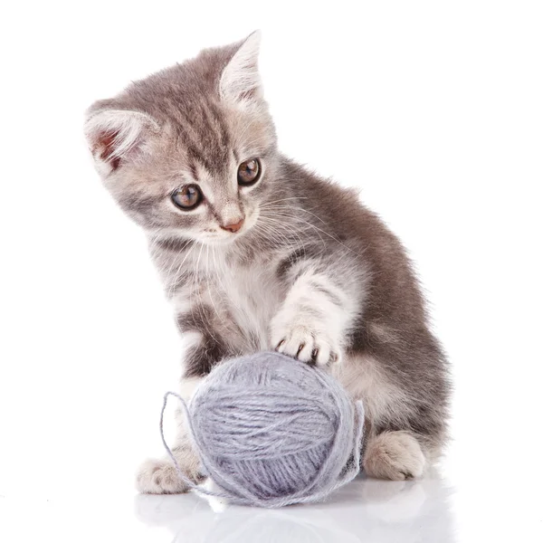 ลูกแมวที่มีลูกบอลสีเทา — ภาพถ่ายสต็อก