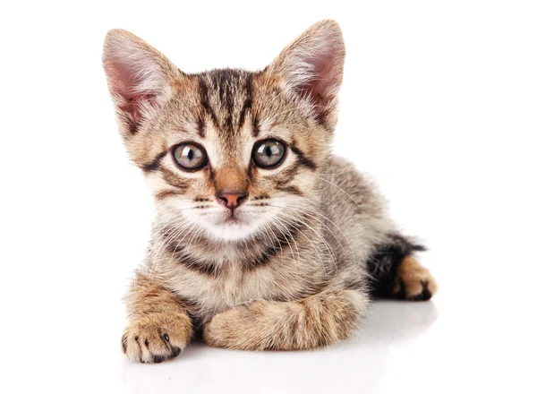 Yalan tabby yavru kedi — Stok fotoğraf