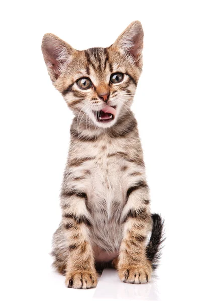 ぶち面白い子猫 — ストック写真