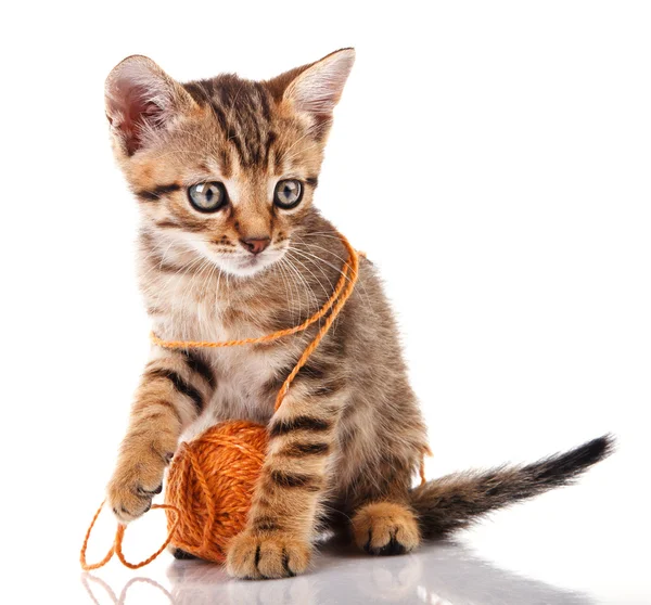 Chaton tabby avec boule marron — Photo