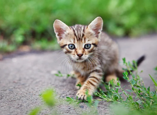 Tabby Kätzchen sitzend — Stockfoto