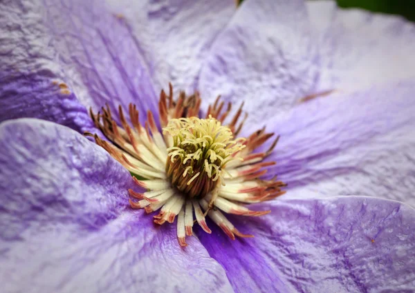 Clematis flor closeup — Fotografia de Stock