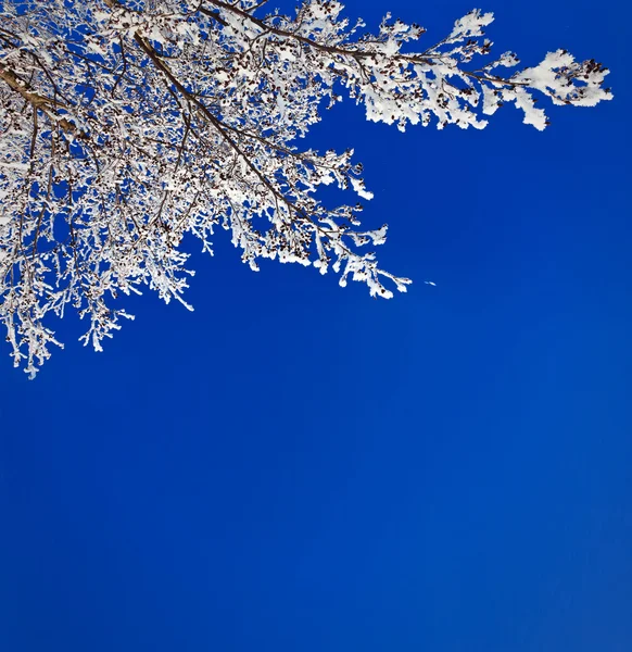 Зимняя Ветка Покрыта Снегом — стоковое фото