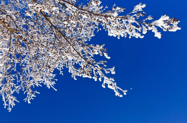 Зимняя Ветка Покрыта Снегом — стоковое фото