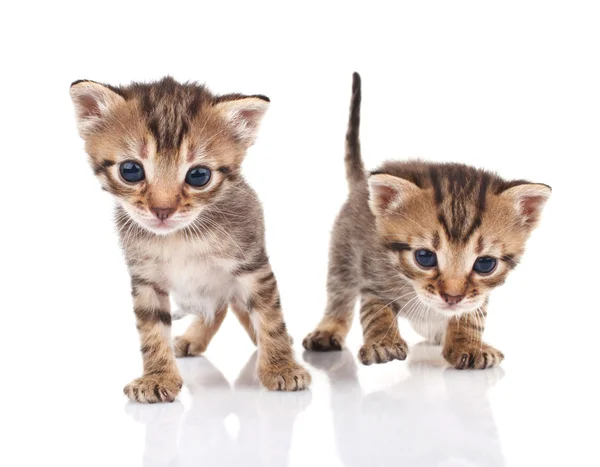 Two tabby kittens Stock Photo