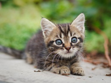 oturan tabby yavru kedi