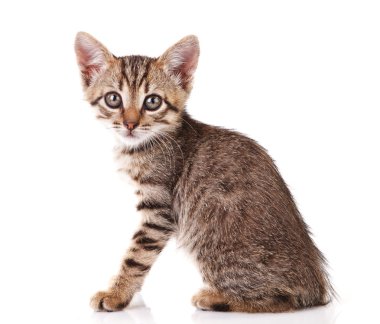 oturan tabby yavru kedi