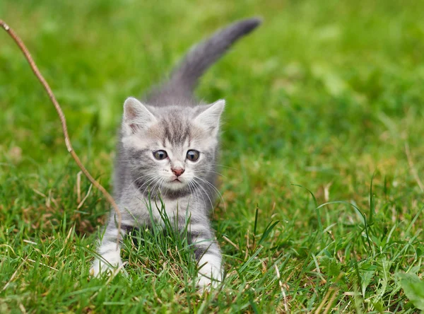 Grijze kitten op het gras — Stockfoto