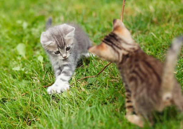 Playful kittens on the grass — Stock Photo, Image