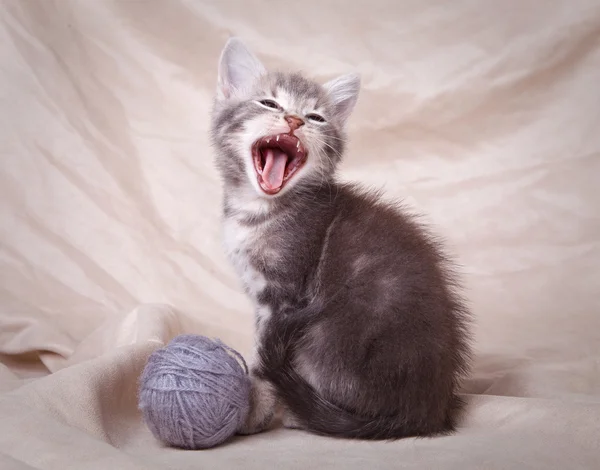 Härlig grå kattunge — Stockfoto