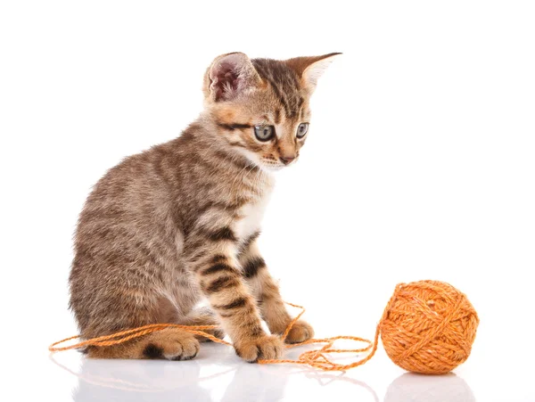 Topu ile oynak yavru kedi — Stok fotoğraf