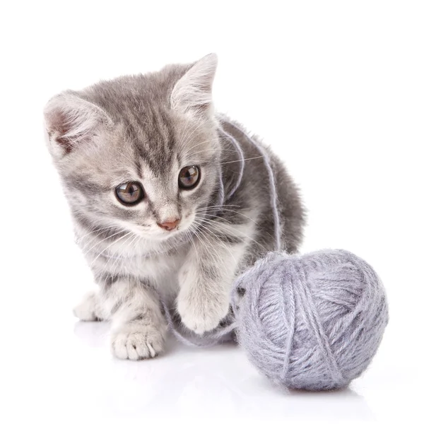 Härlig grå kattunge — Stockfoto