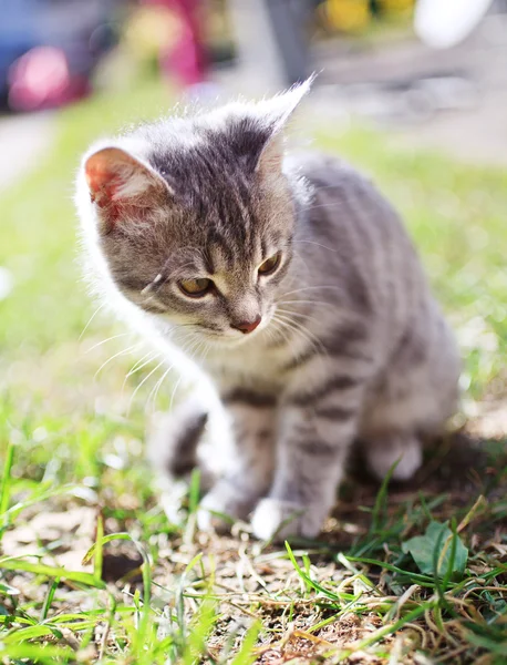 Oturan tabby yavru kedi — Stok fotoğraf