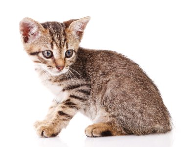oturan tabby yavru kedi