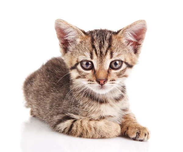 Oturan tabby yavru kedi — Stok fotoğraf