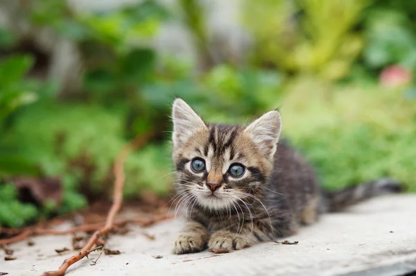 Sittande tabby kattunge — Stockfoto