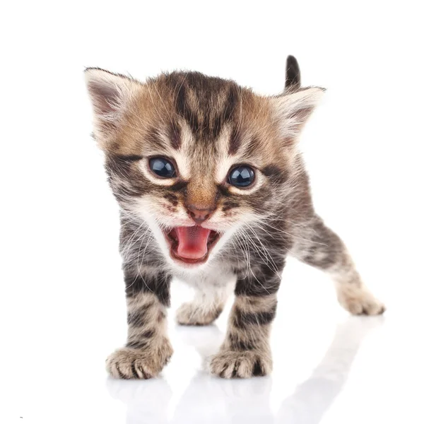 Табби-котенок плачет — стоковое фото
