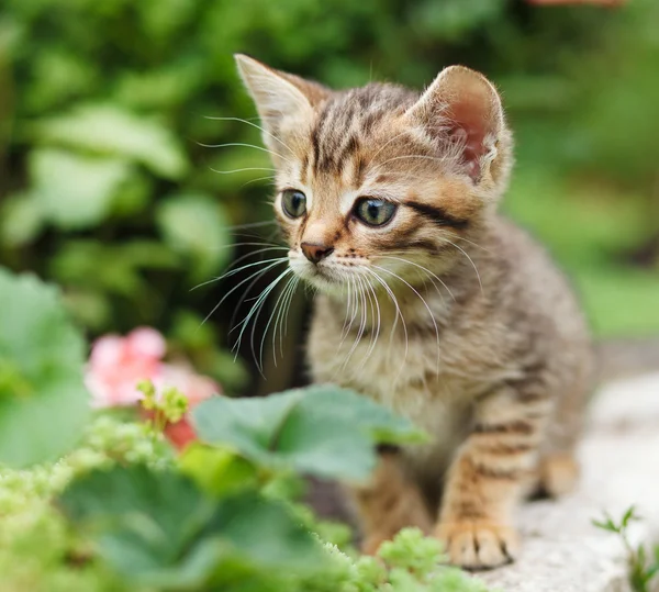 Tabby Kätzchen sitzend — Stockfoto