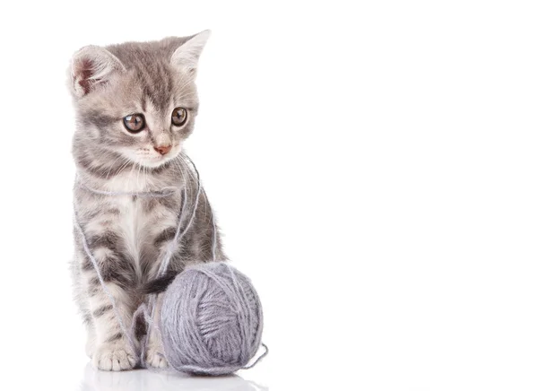 Gray kitten with a ball — Stock Photo, Image