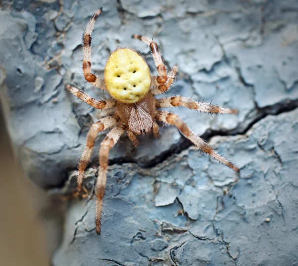 Gran araña peligrosa —  Fotos de Stock