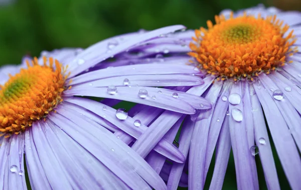 Purple daisy flowers — Stock Photo, Image