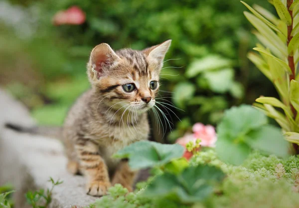 Tabby Kätzchen sitzend — Stockfoto